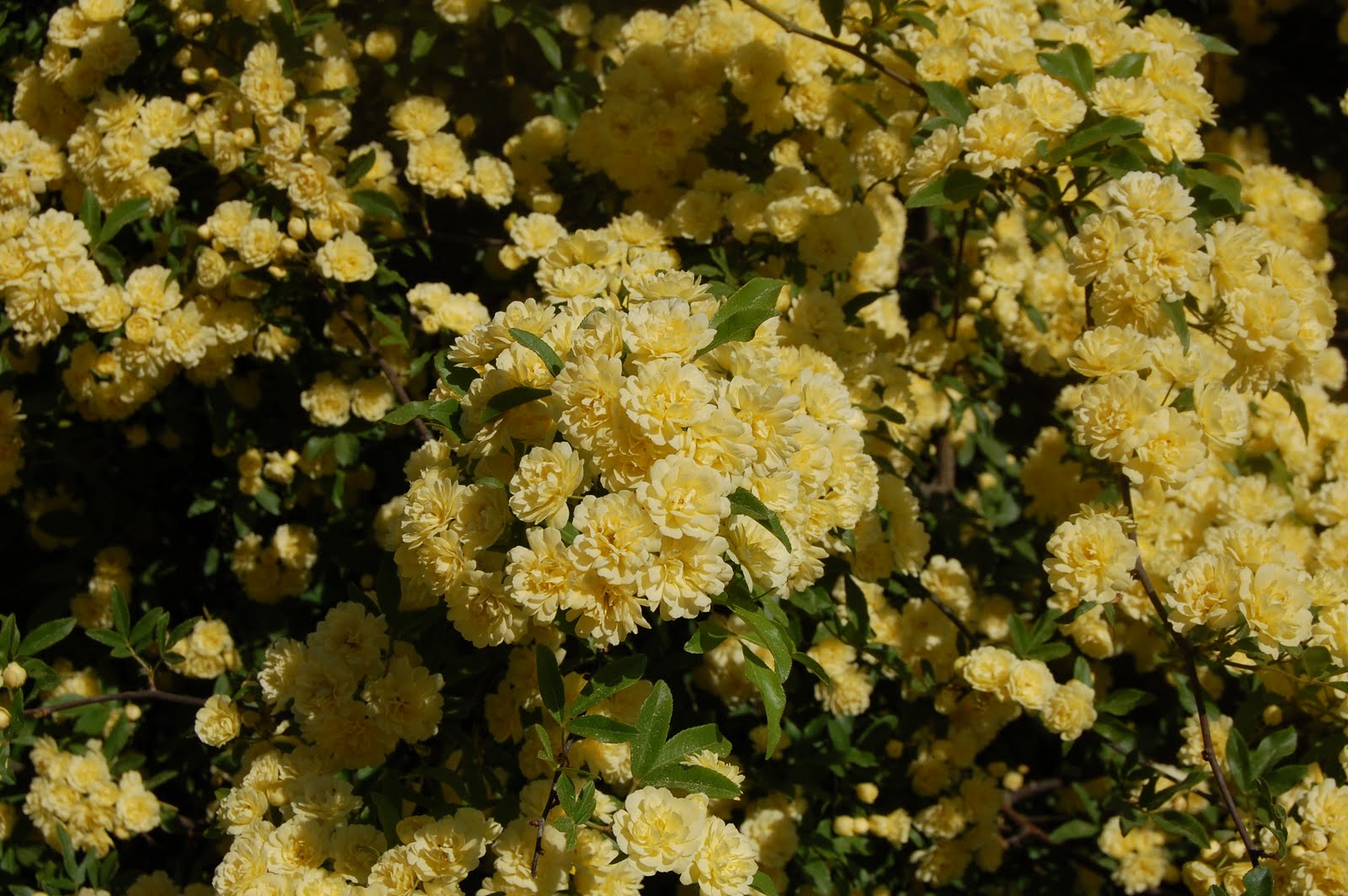 Brenda's "Texas Wild" Garden Lady Banks Rose Bush