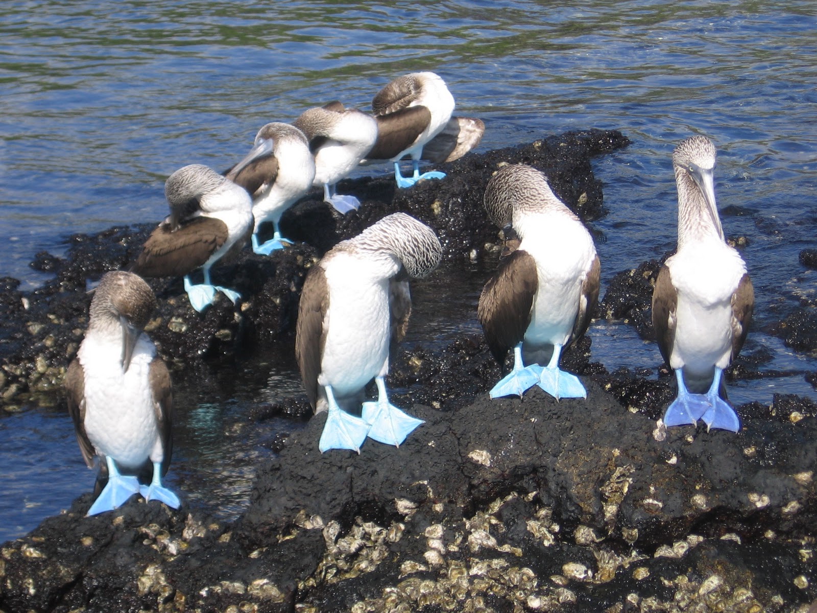 Ultimate Galapagos