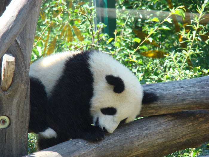 Panda Bear