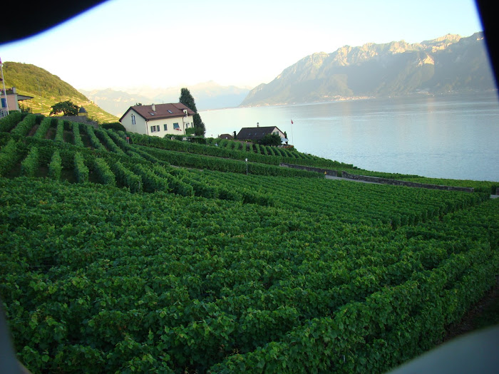 Vineyards