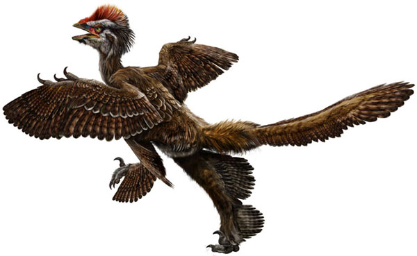 [Anchiornis+huxleyi.jpg]
