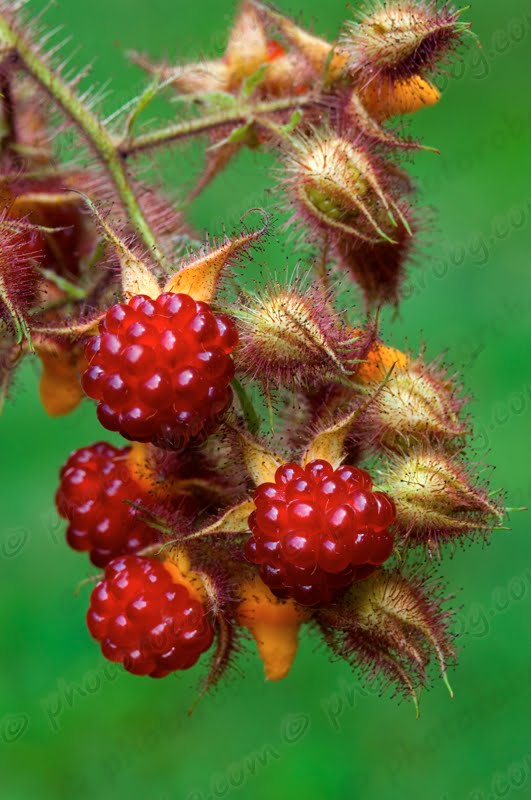 The 3 Foragers Foraging for Wild, Natural, Organic Food Wineberries