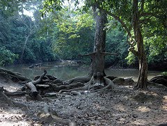 The river in Oshogbo Osun shrine