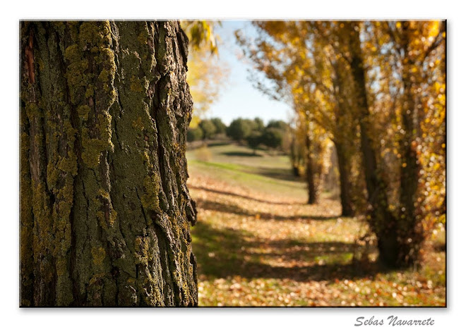 Otoño noviembre 2010