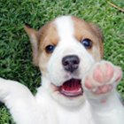 [beagle-puppy4-th.jpg]