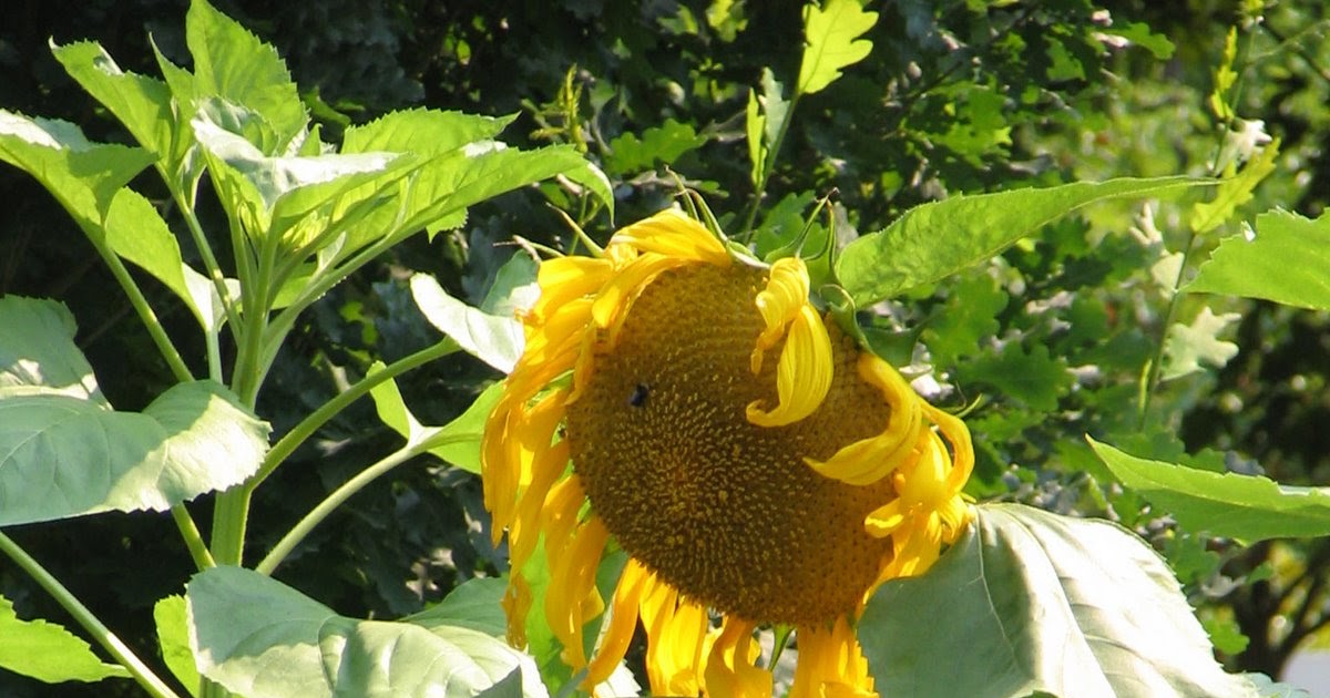 Eugene, OR Daily Photo Drooping Sunflower