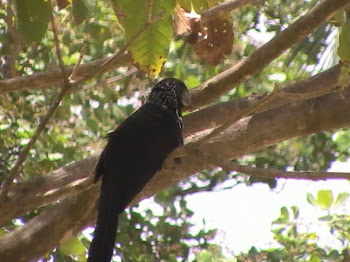 parque do cocó