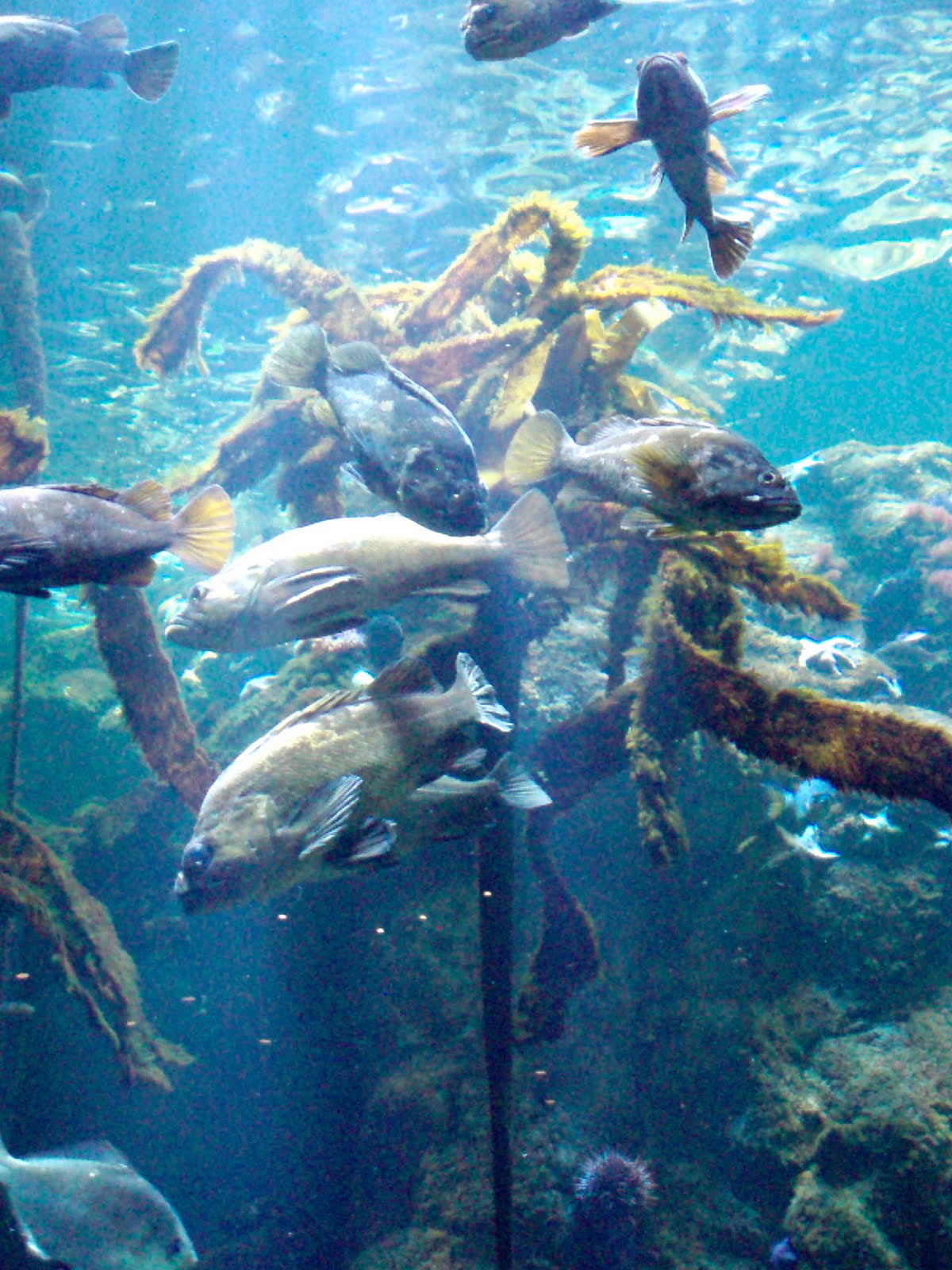 The+foucault+pendulum