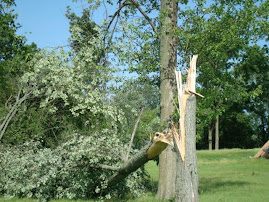 storm tree