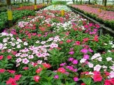 Pt Bina Usaha Flora Bedding Plants