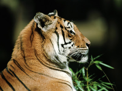 Tiger wallpaper, hq pictures wallpaper tiger. Tiger wallpaper, hq pictures