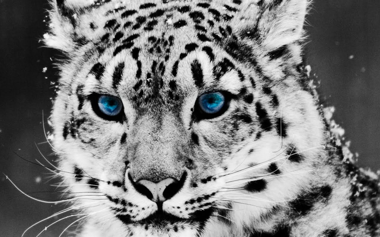 Leopardo Blanco