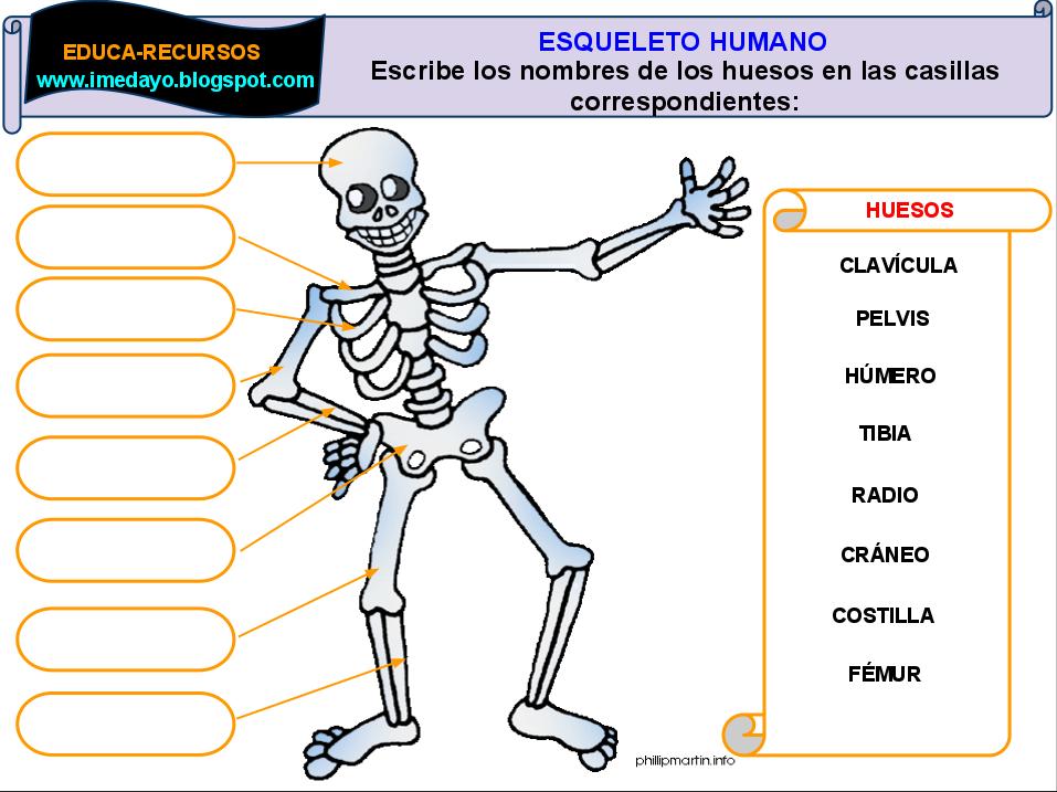 Esqueleto Humano En Ingles Huesos