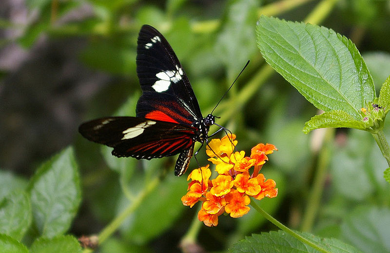 [800px-HeliconiusDorisLinnaeus.jpg]