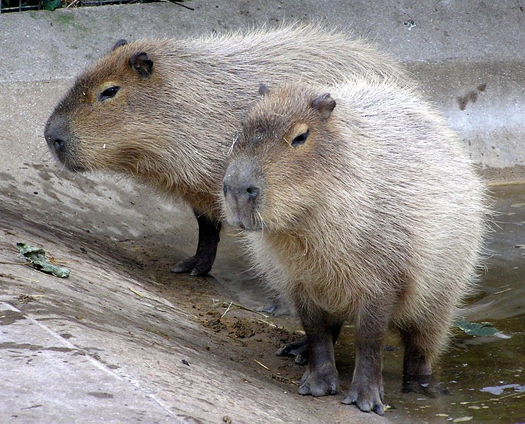 zoo volunteer rodennts of bristol 3 world s largest guinea pig