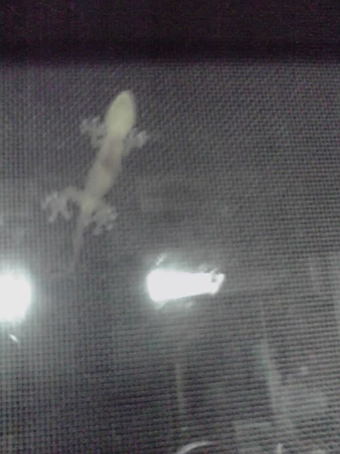 阿南市議会議員 佐々木しま子 ヤモリの赤ちゃん