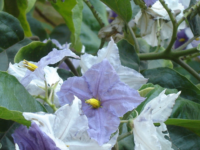 blanco y morado