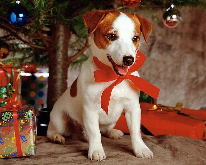 free wallpaper of puppies. Christmas Cute Puppy