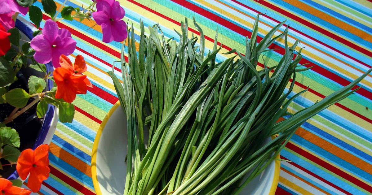 Bay of Fundy Blog Eating marsh greens