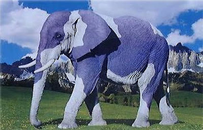 Elephant Funny Pictures