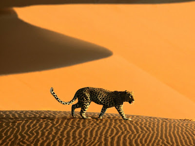 Cheetah Wallpaper