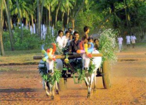 Mattu Pongal Pictures
