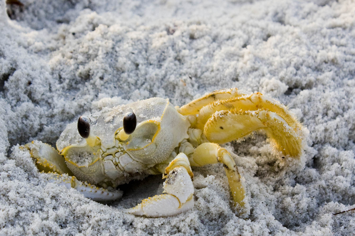 Florida Sand Crabs