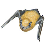 Western Pipistrelle Bat