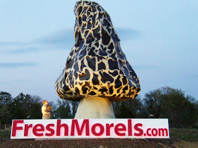 Morel Logo