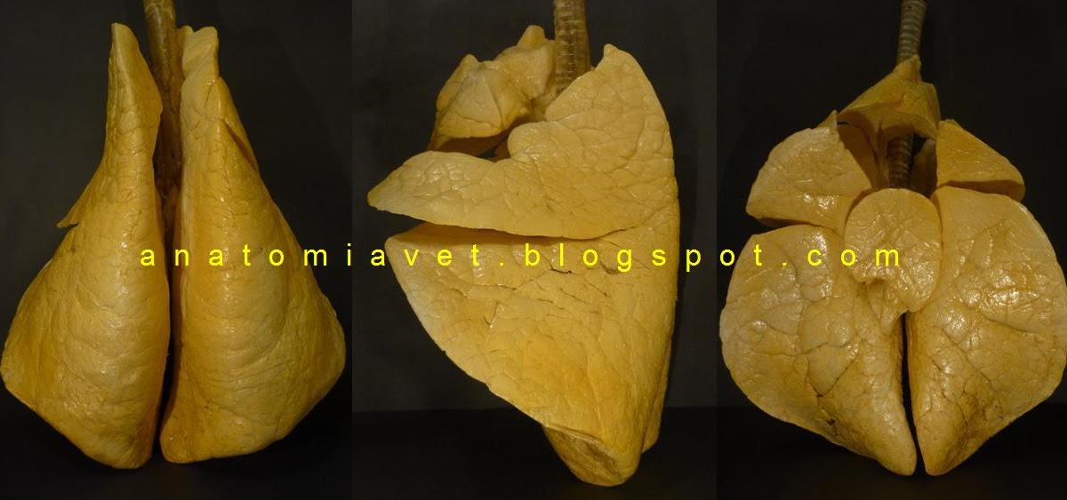 ANATOMIA VETERINARIA: PULMON BOVINO: Insuflado