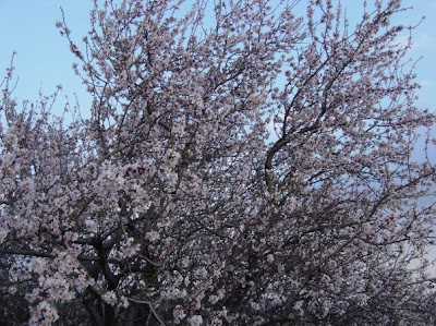 France - Les amandiers en Mars dans les Alpilles France - Les amandiers en Mars dans les Alpilles
