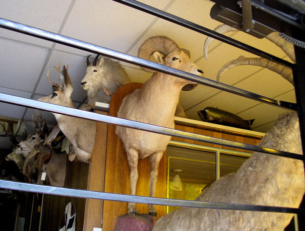 [taxidermy-right.jpg]