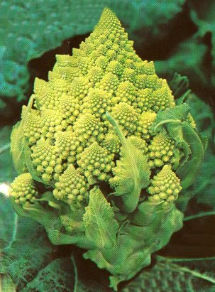 [Chou%20romanesco.jpg]