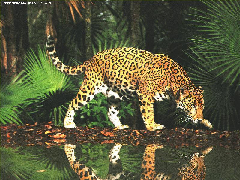 jaguar hunt