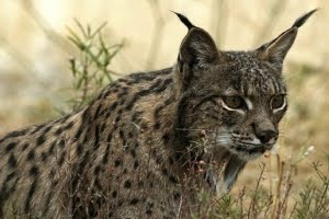 [lince.jpg]