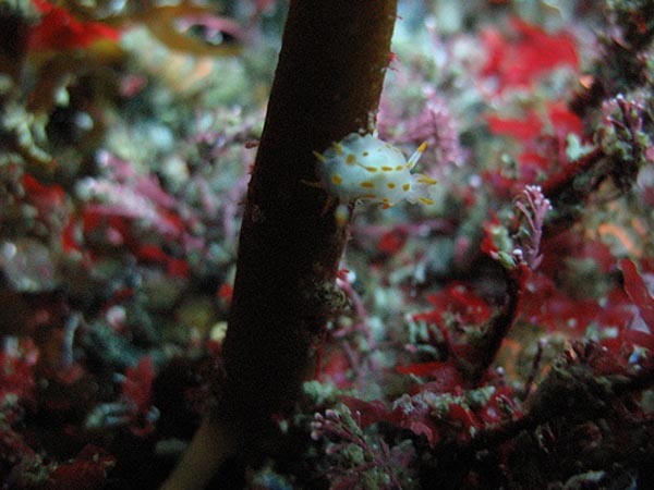 Detailfotos aus einer anderen Welt, die Unterwasserwelt der Skelligs