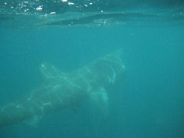 Die Riesenhaie der Skellig Sea (uber 10m lang werden diese Fische)