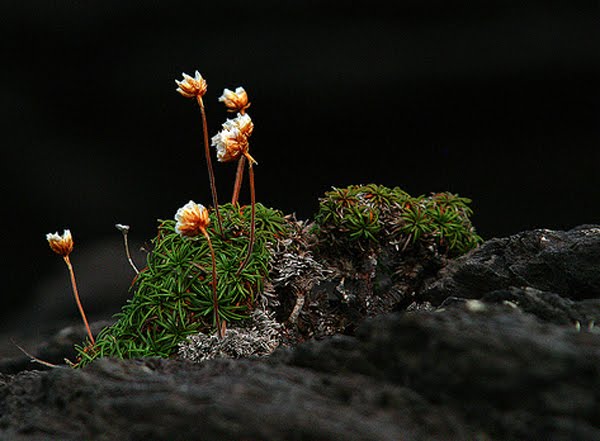 Eine wirklich einzigartige Vegetation in dieser Felsenwelt