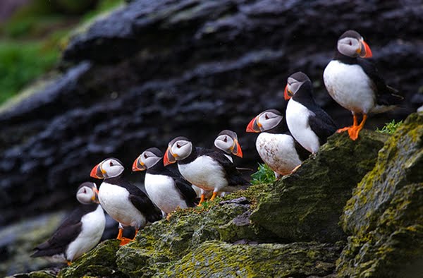 Eine Gruppe von Papageientaucher auf Puffin Island in St. Finian's Bay