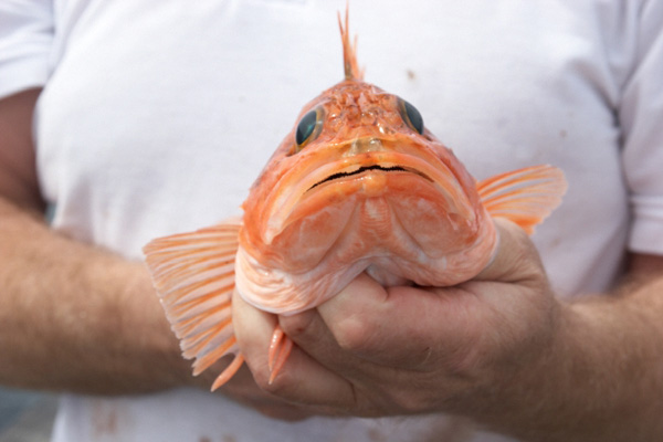 un de des "blue mouth haddock" pris ce weekend