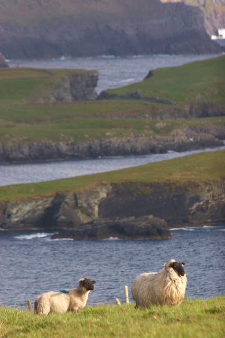 Les voilà dans leur element. On est loin des moutons d'elevage.