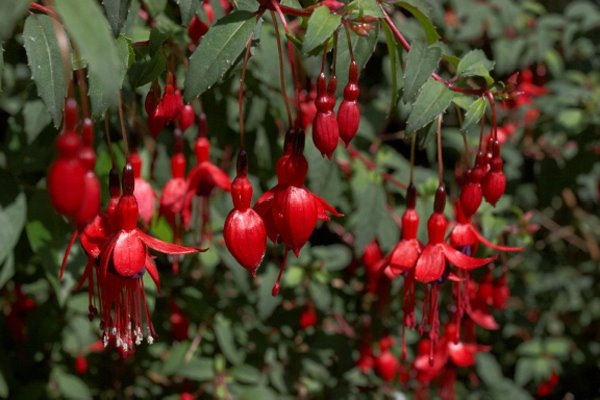 Le Fuchsia, la fleur mythique de cette region du sud-ouest du Kerry