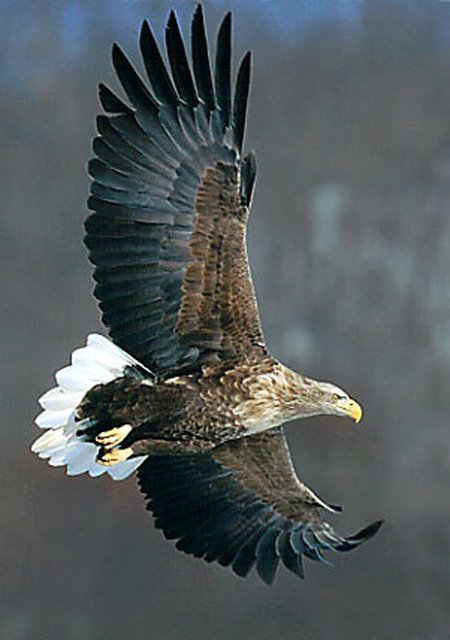 ou le grand aigle de la mer