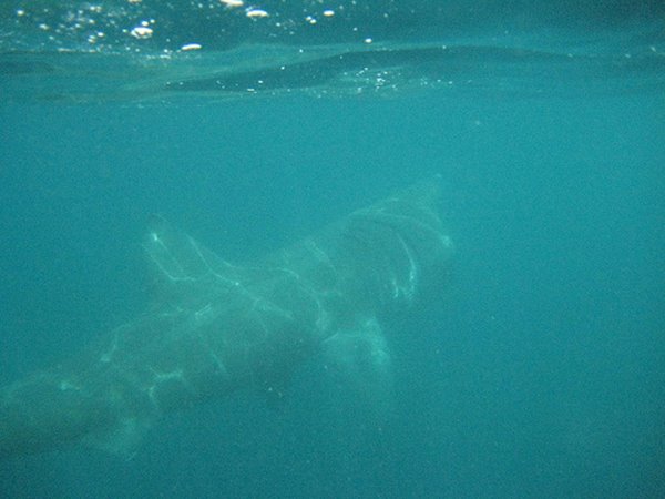 Een Riesenhai (requin pelerin). Des Kaerelen sin bei ons doheem, am mee, juni, juli an august