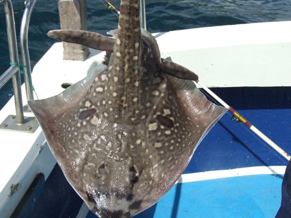 Eng schein "Thornbackray". Eng raie, een gudden Maufel fir d'Paan