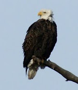 Eagle Preserve, Keystone Lake