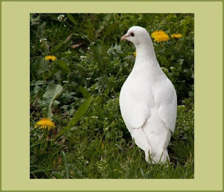 WhiteDove-01.jpg