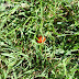 Photo Friday - Lady Bug