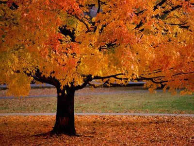 [fallTree.jpg]