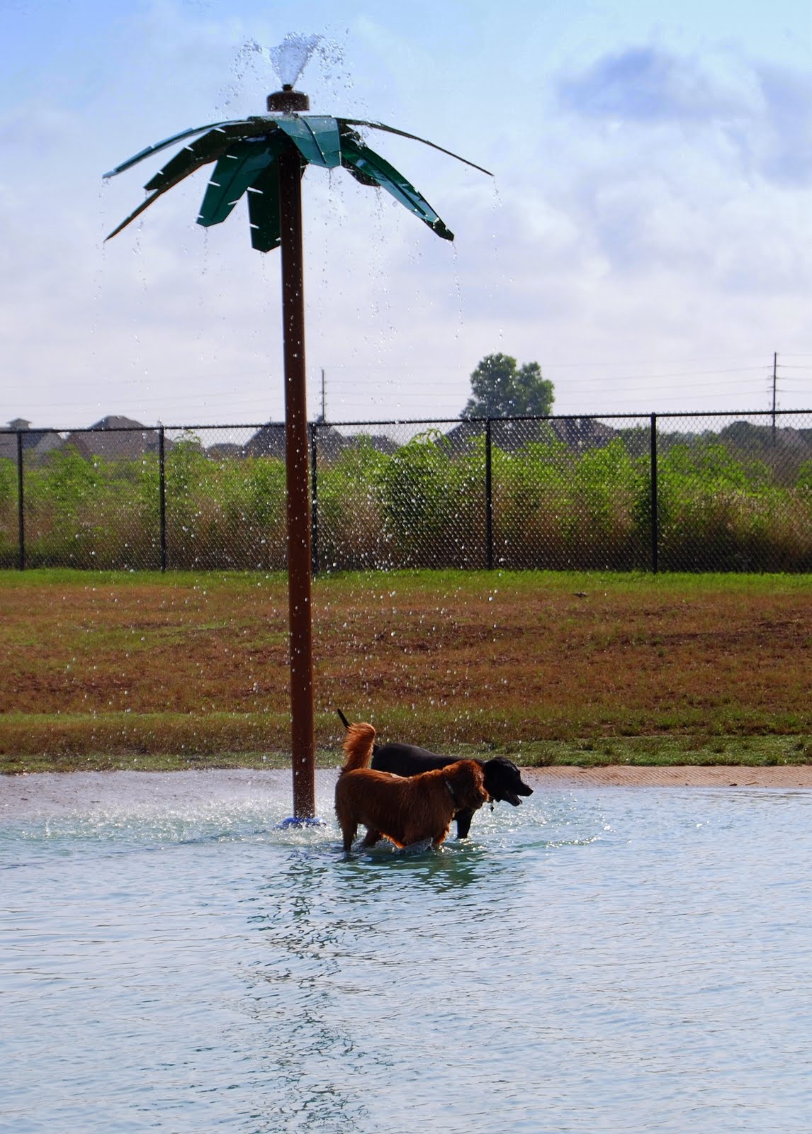 It's a Ruff Ruff World A HOT Morning At Pawm Springs Dog Park